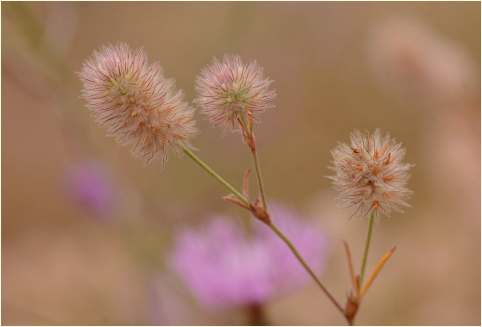 Hasenklee (Trifolium arvense)