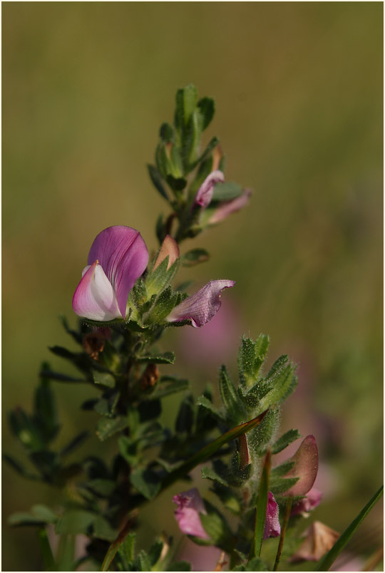 Dornige Hauhechel (Ononis spinosa)