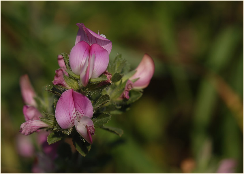 Dornige Hauhechel (Ononis spinosa)