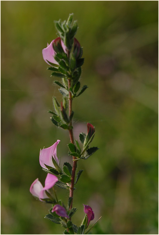 Dornige Hauhechel (Ononis spinosa)