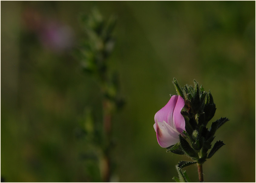 Dornige Hauhechel (Ononis spinosa)