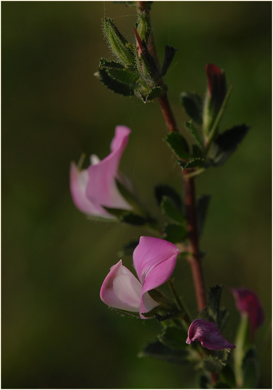 Dornige Hauhechel (Ononis spinosa)