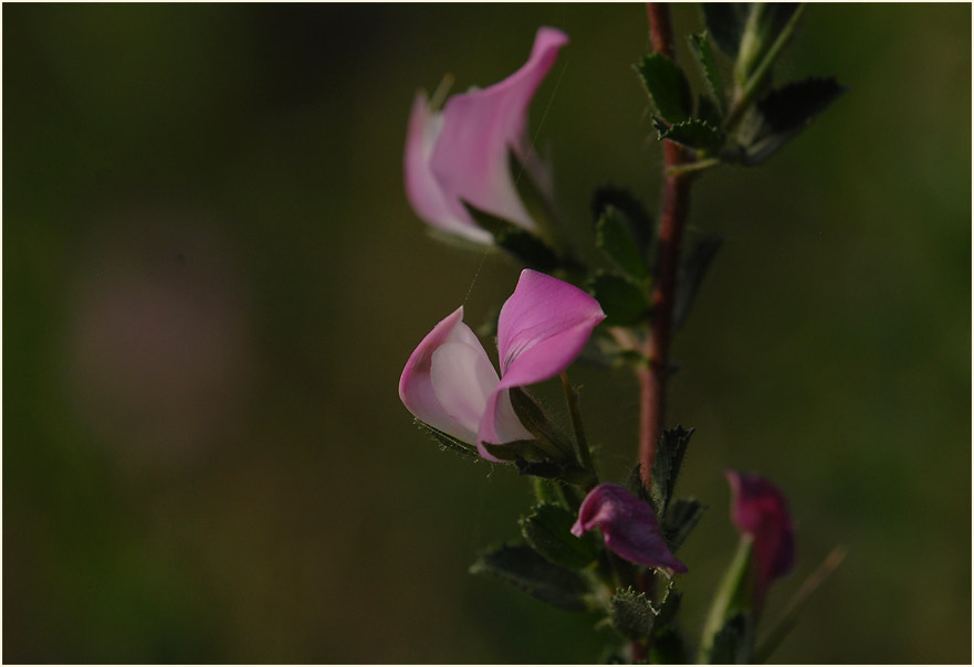 Dornige Hauhechel (Ononis spinosa)