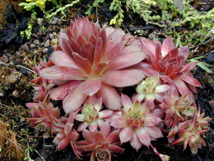 Dachwurz (Sempervivum tectorum)