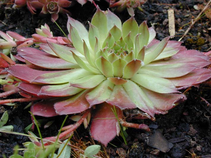 Dachwurz (Sempervivum tectorum)