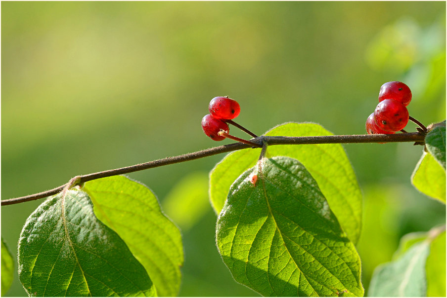 Heckenkirsche (Lonicera xylosteum)