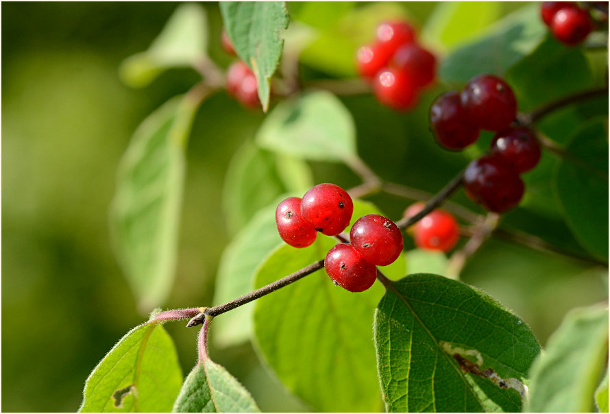 Heckenkirsche (Lonicera xylosteum)