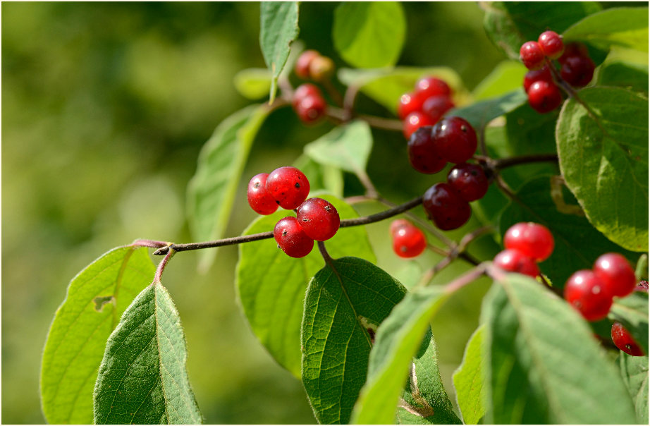 Heckenkirsche (Lonicera xylosteum)