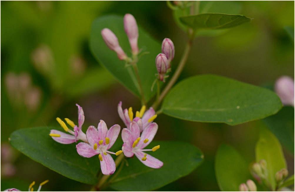 Heckenkirsche (Lonicera xylosteum)