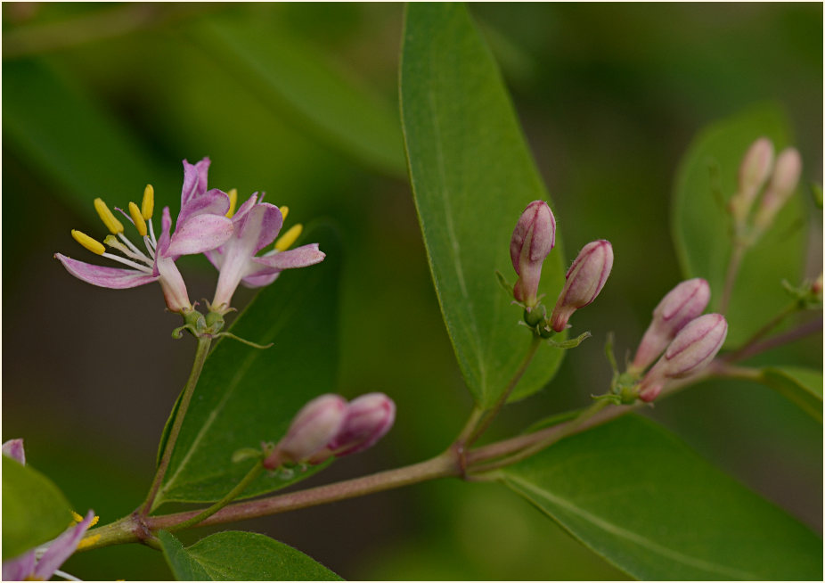 Heckenkirsche (Lonicera xylosteum)