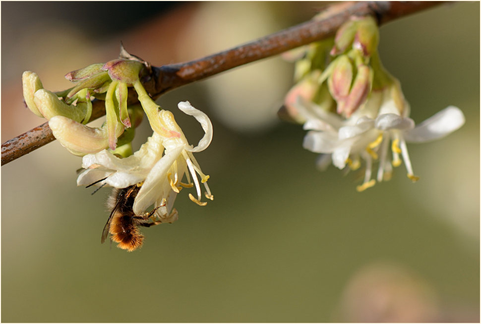 Hummel an Heckenkirsche (Lonicera xylosteum)