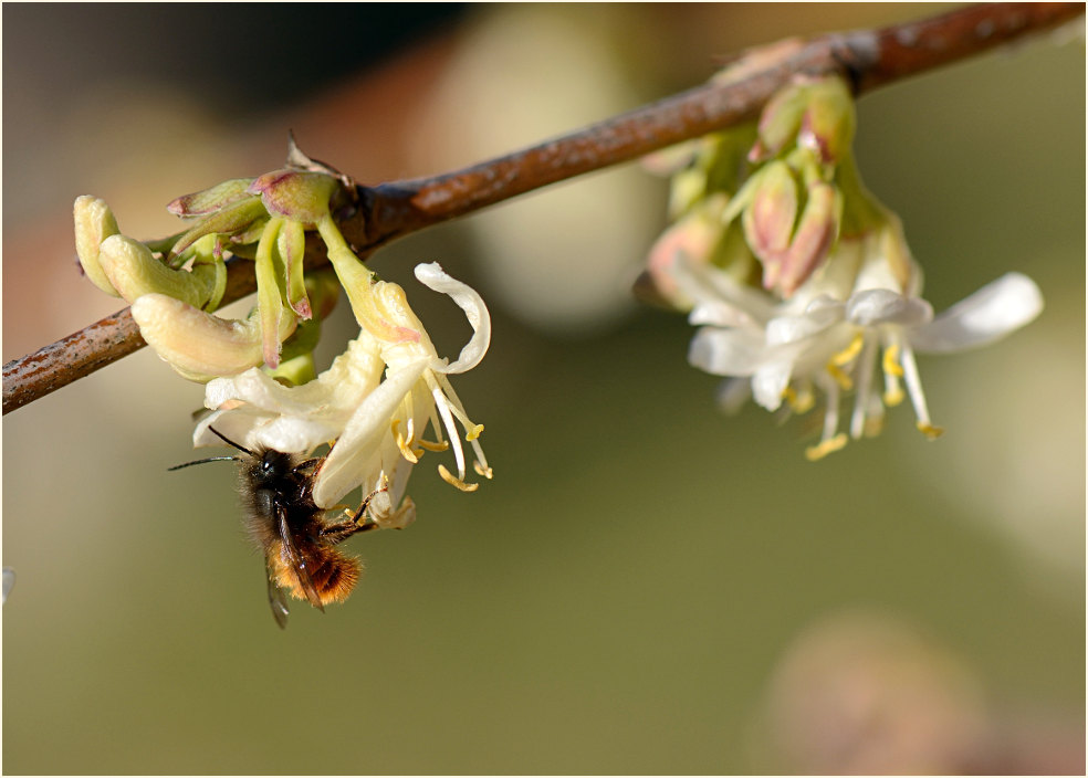 Hummel an Heckenkirsche (Lonicera xylosteum)