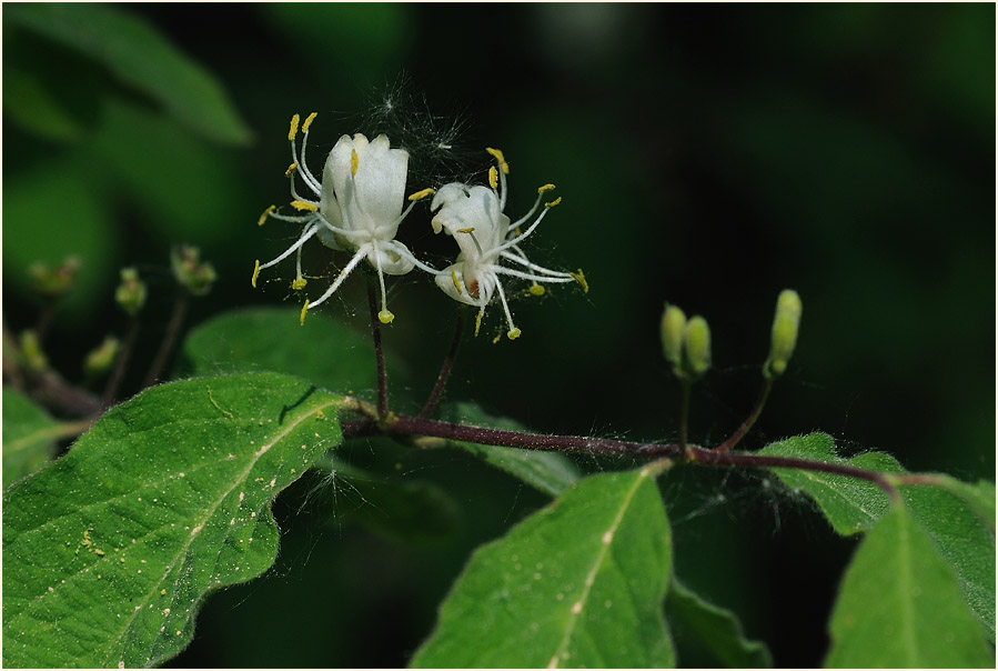 Heckenkirsche (Lonicera xylosteum)