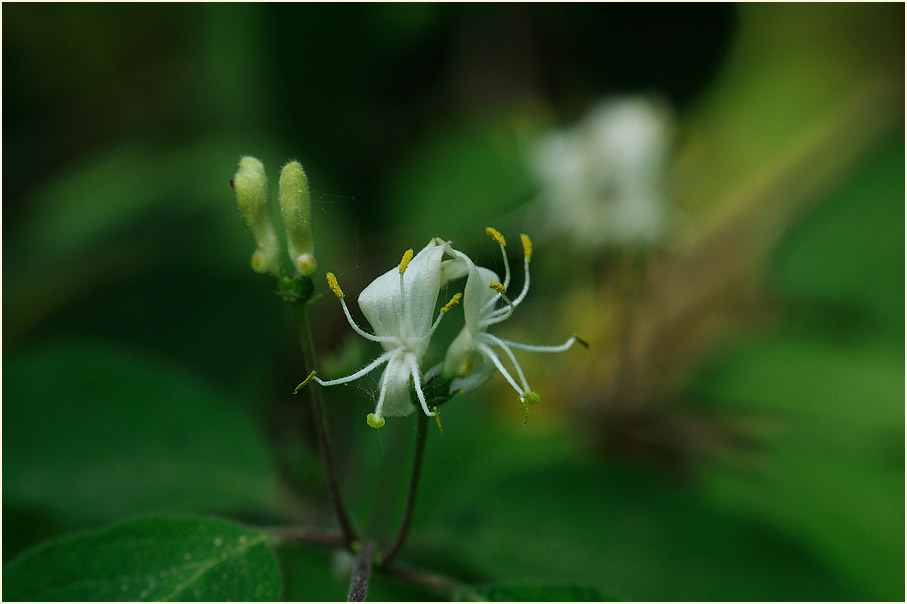 Heckenkirsche (Lonicera xylosteum)