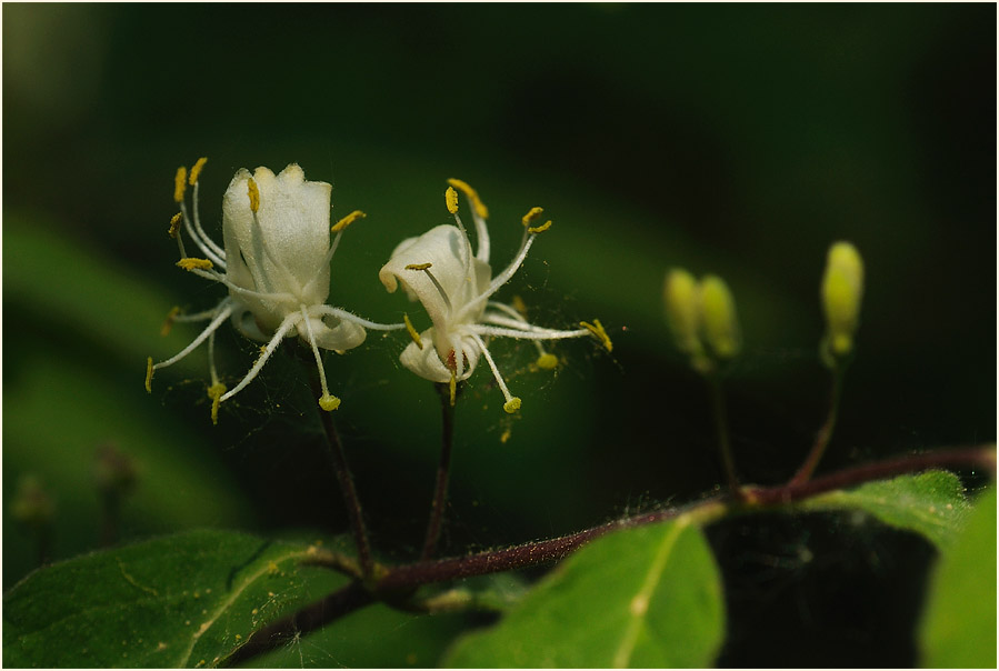 Heckenkirsche (Lonicera xylosteum)