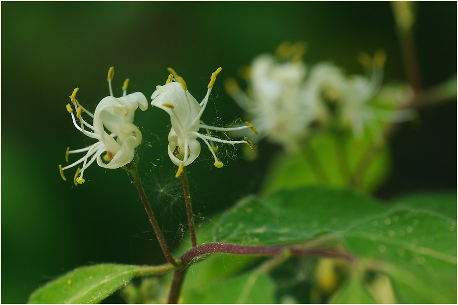 Heckenkirsche (Lonicera xylosteum)