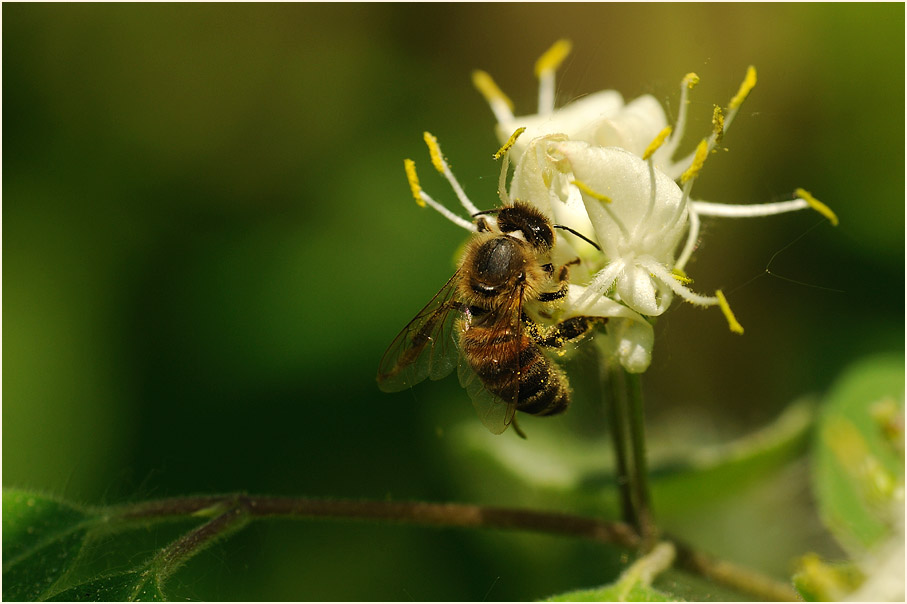 Heckenkirsche (Lonicera xylosteum)