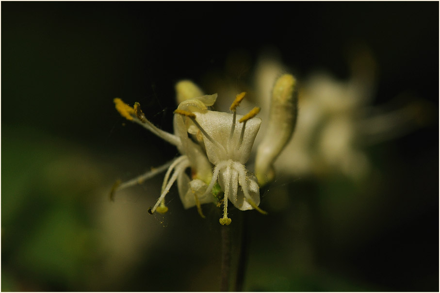 Heckenkirsche (Lonicera xylosteum)