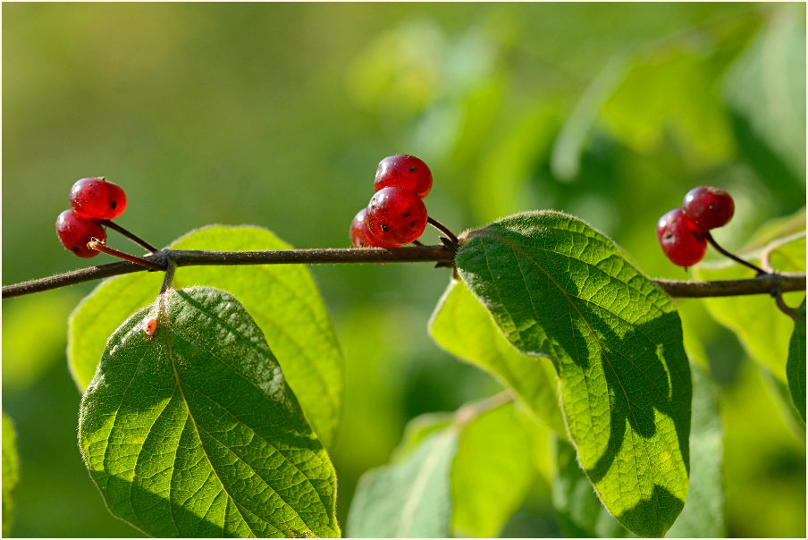 Heckenkirsche (Lonicera xylosteum)