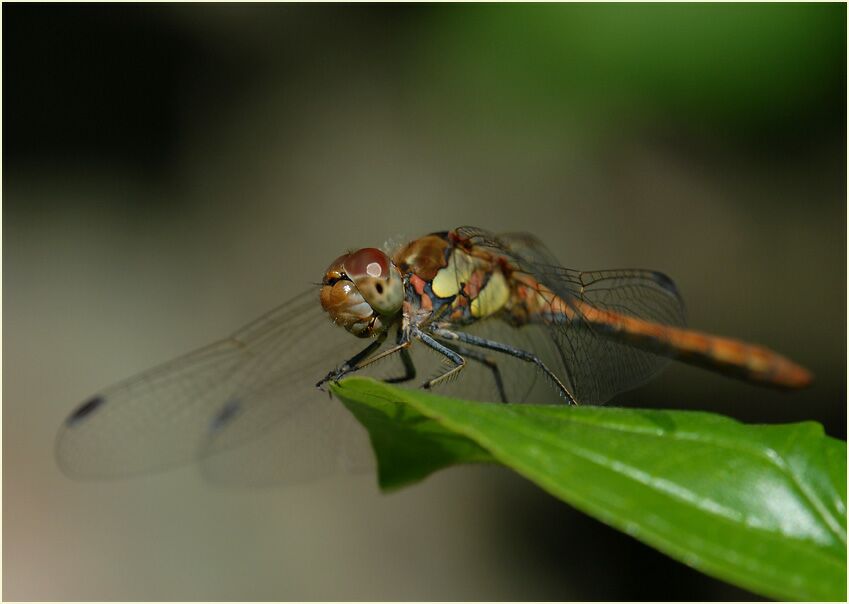 Libellen, Gro&szlig;e Heidelibelle