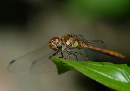 vergr&ouml;&szlig;ern