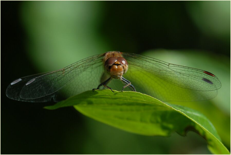 Libellen, Gro&szlig;e Heidelibelle