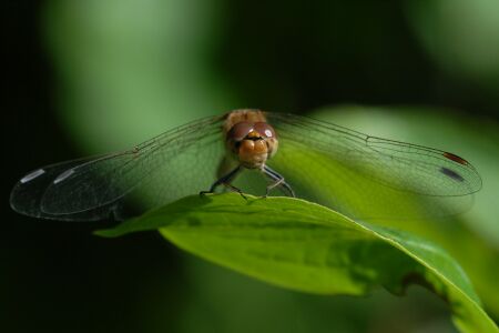 vergr&ouml;&szlig;ern