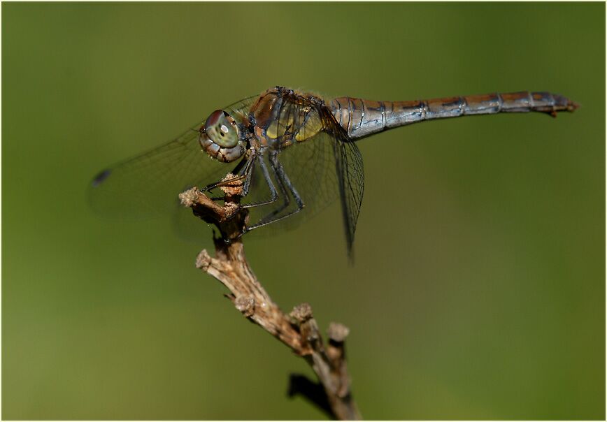 Libellen, Gro&szlig;e Heidelibelle