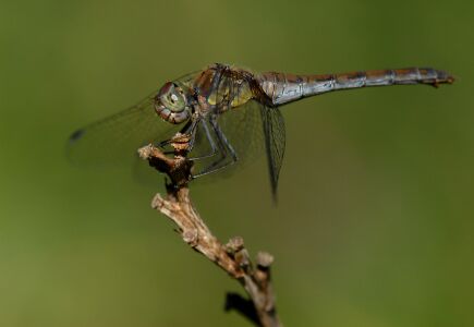 vergr&ouml;&szlig;ern