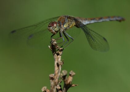 vergr&ouml;&szlig;ern