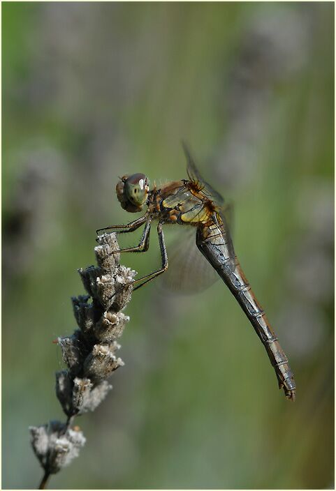 Libellen, Gro&szlig;e Heidelibelle