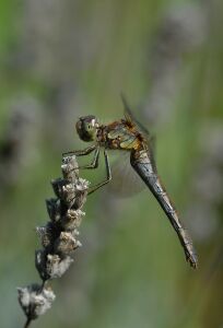 vergr&ouml;&szlig;ern