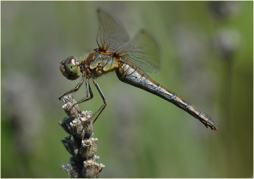 Libellen, Gro&szlig;e Heidelibelle