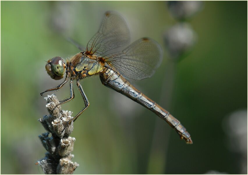Libellen, Gro&szlig;e Heidelibelle