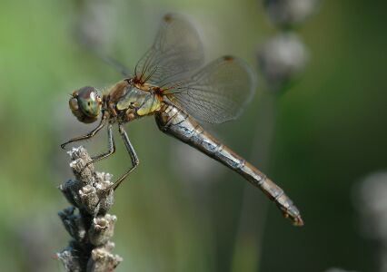 vergr&ouml;&szlig;ern