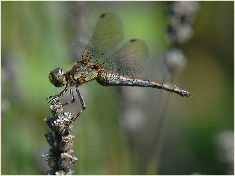 Libellen, Gro&szlig;e Heidelibelle