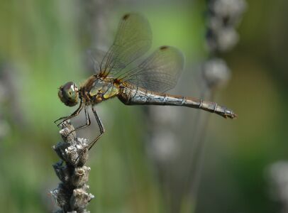 vergr&ouml;&szlig;ern