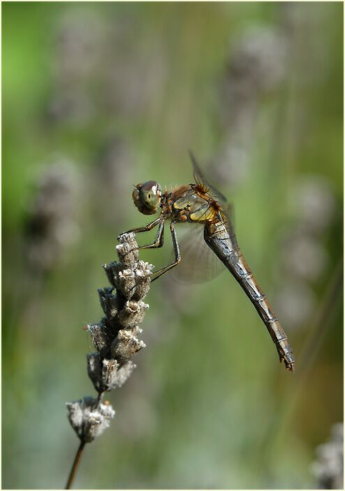 Libellen, Gro&szlig;e Heidelibelle