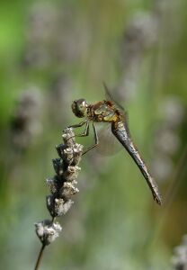 vergr&ouml;&szlig;ern