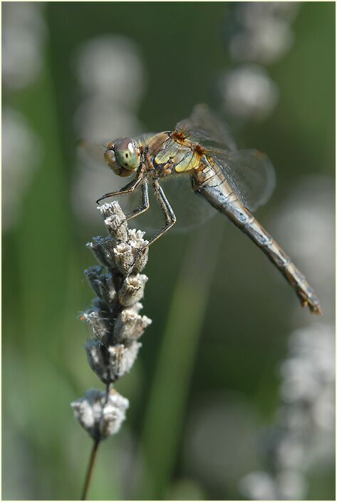 Libellen, Gro&szlig;e Heidelibelle