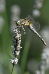 vergr&ouml;&szlig;ern