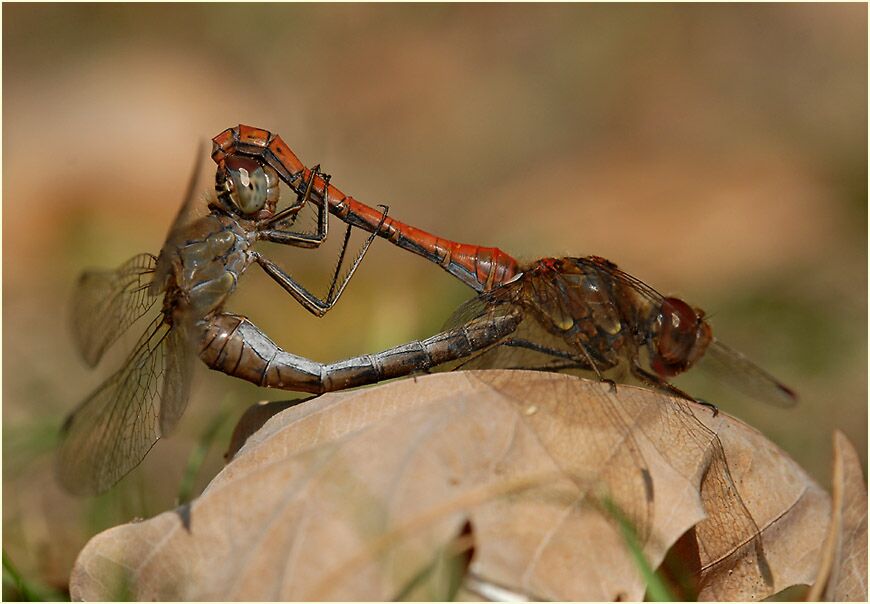Libellen, Gro&szlig;e Heidelibelle