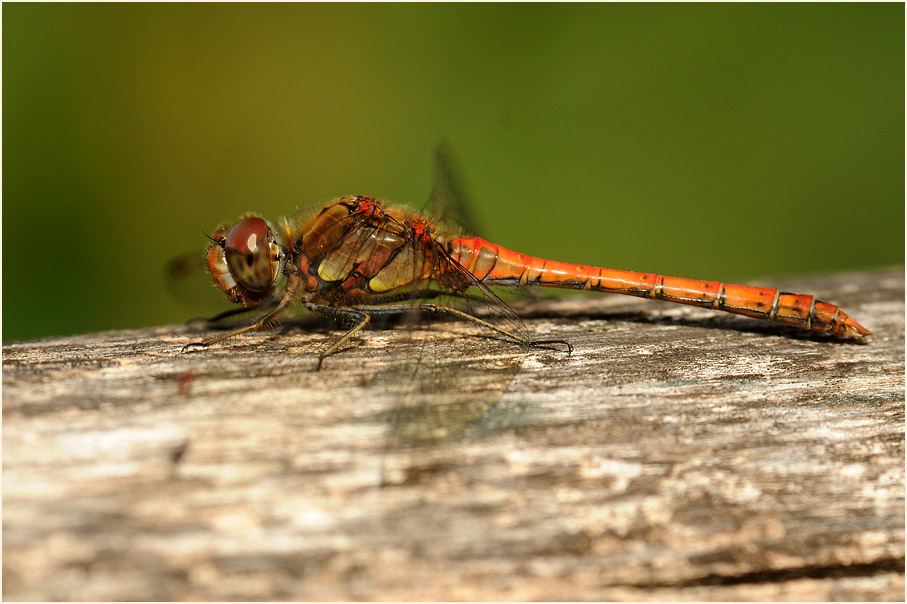 Libellen, Gro&szlig;e Heidelibelle