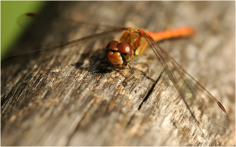 Libellen, Gro&szlig;e Heidelibelle