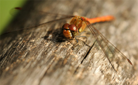 vergr&ouml;&szlig;ern