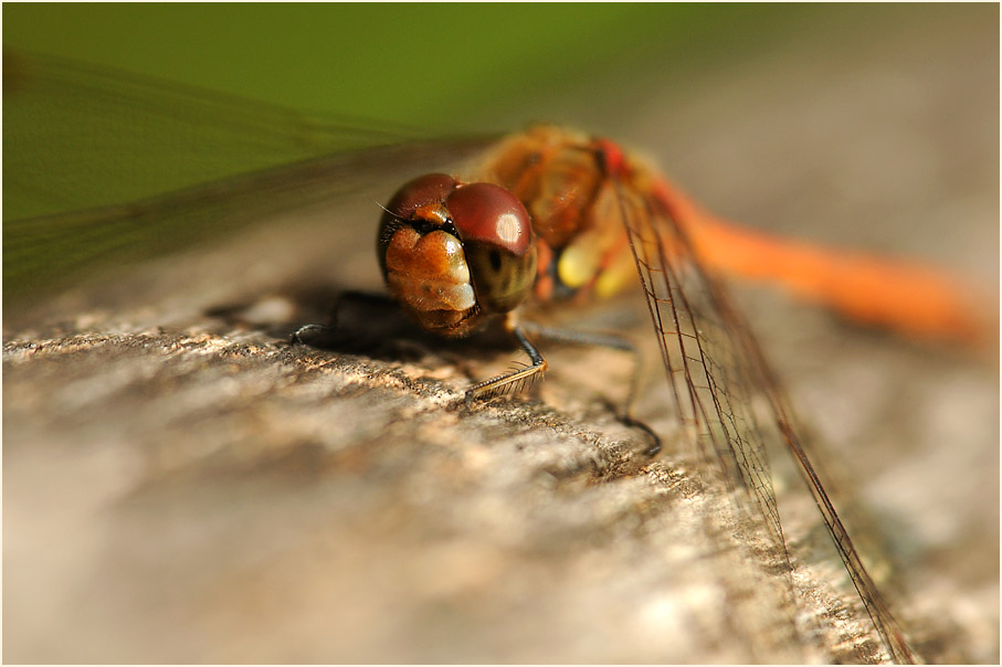Libellen, Gro&szlig;e Heidelibelle