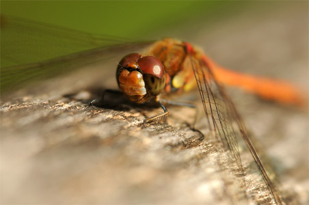 vergr&ouml;&szlig;ern