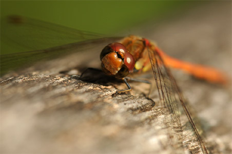 vergr&ouml;&szlig;ern