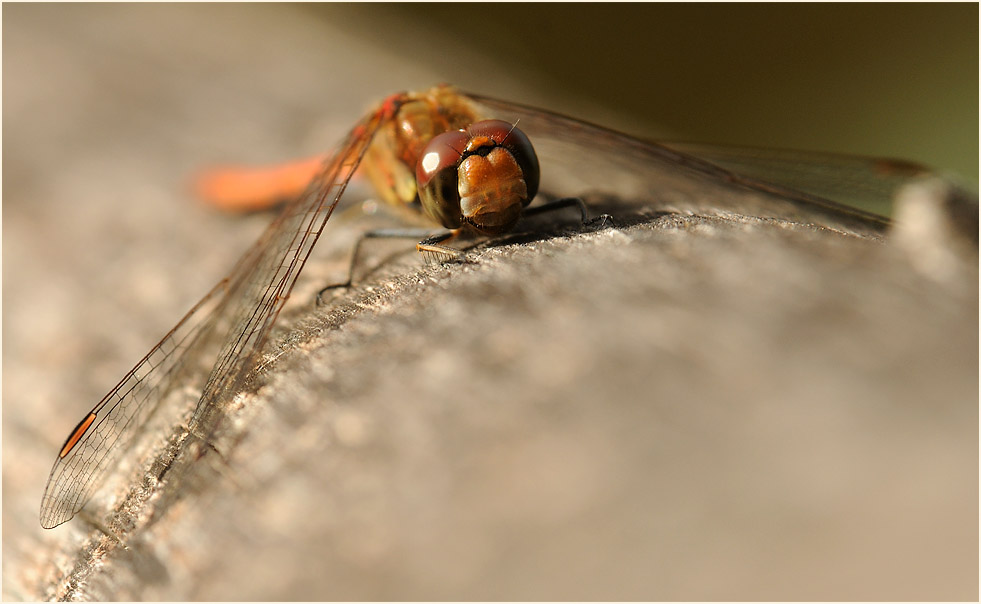 Libellen, Gro&szlig;e Heidelibelle