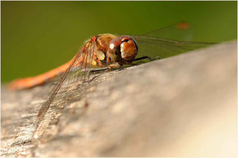 Libellen, Gro&szlig;e Heidelibelle
